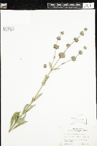 Image of Salvia leucophylla