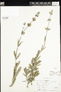 Image of Salvia mellifera
