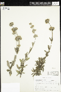 Salvia mellifera image