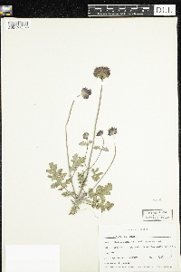 Image of Salvia columbariae