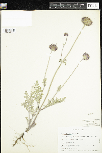 thumbnail image of current specimen