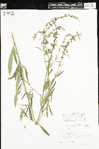 Salvia azurea image