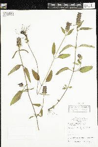 Prunella vulgaris image