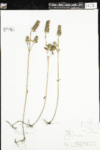 Prunella vulgaris image