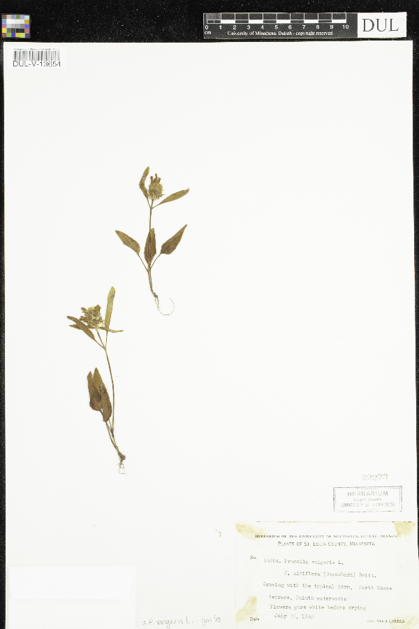 Prunella asiatica image