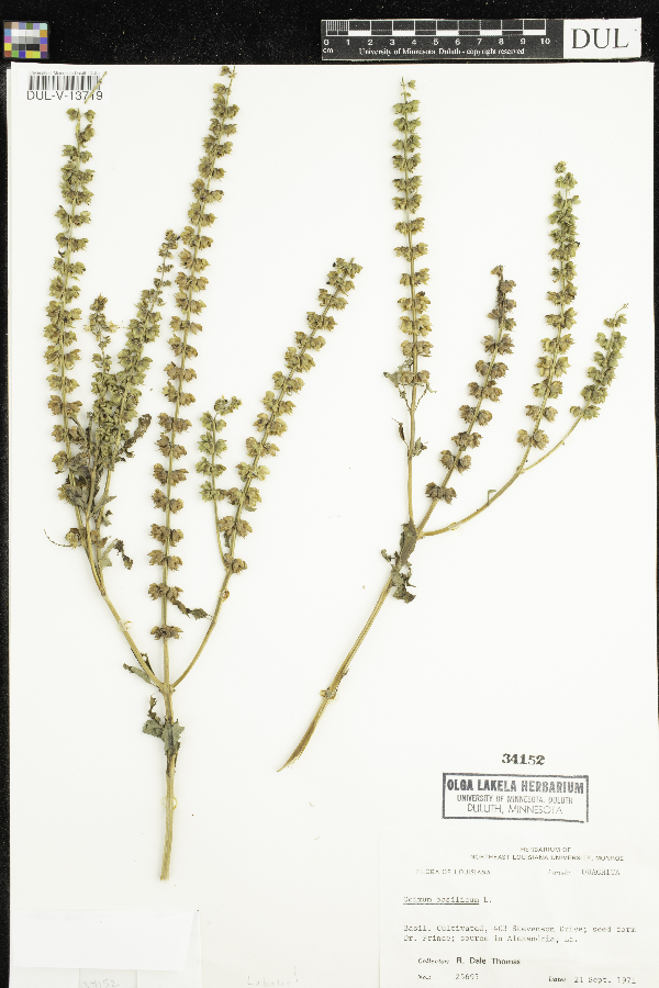 Ocimum basilicum image