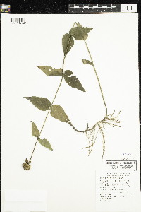 Image of Monarda russeliana