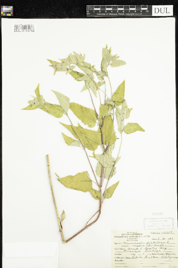 Monarda fistulosa subsp. fistulosa image