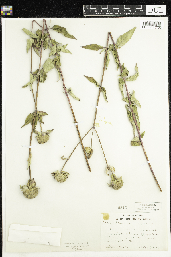 Monarda mollis image