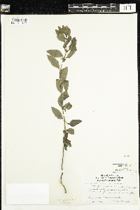 Mentha arvensis var. canadensis image