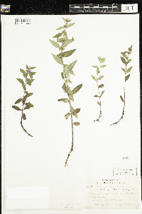 Mentha arvensis image