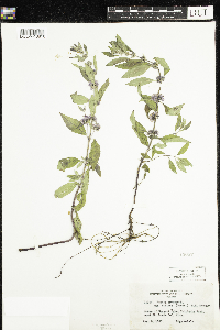 Mentha arvensis image