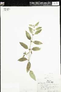 Mentha arvensis var. canadensis image