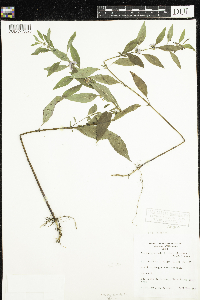 Mentha arvensis var. canadensis image