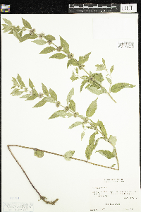 Mentha arvensis image