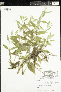 Mentha arvensis image