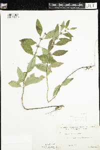 Mentha arvensis image