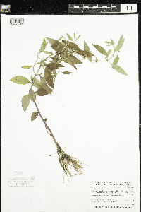 Mentha arvensis image