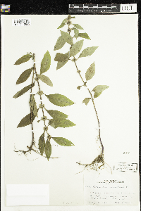 Mentha arvensis image