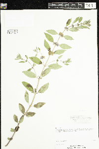 Mentha arvensis image