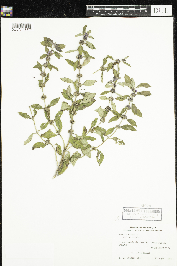 Mentha arvensis var. arvensis image