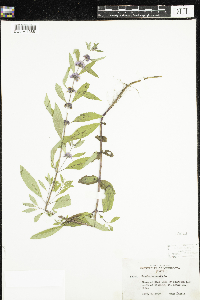 Mentha arvensis image