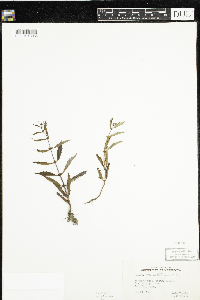 Lycopus uniflorus image