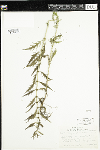 Lycopus americanus image