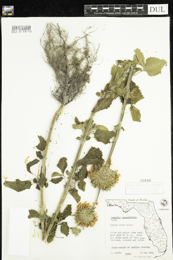 Leonotis nepetifolia image