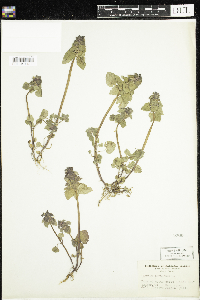 Image of Lamium purpureum