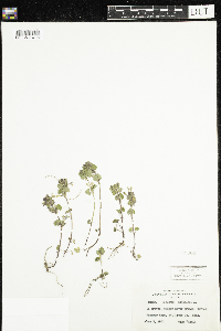 Glechoma hederacea image