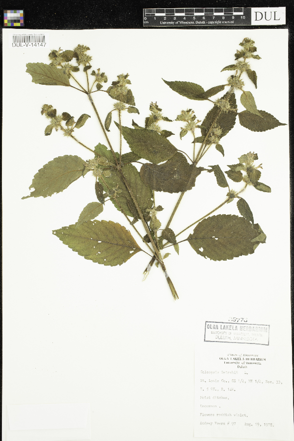 Galeopsis tetrahit image