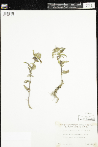 Dracocephalum parviflorum image