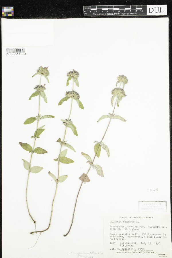 Clinopodium vulgare image