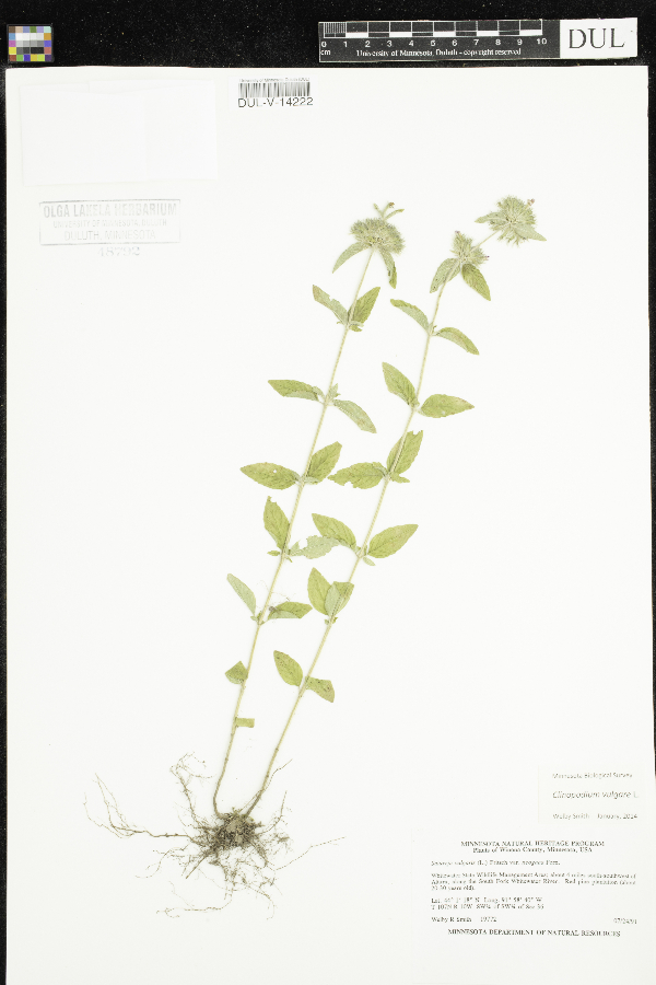 Clinopodium vulgare image