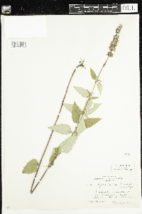 Agastache foeniculum image