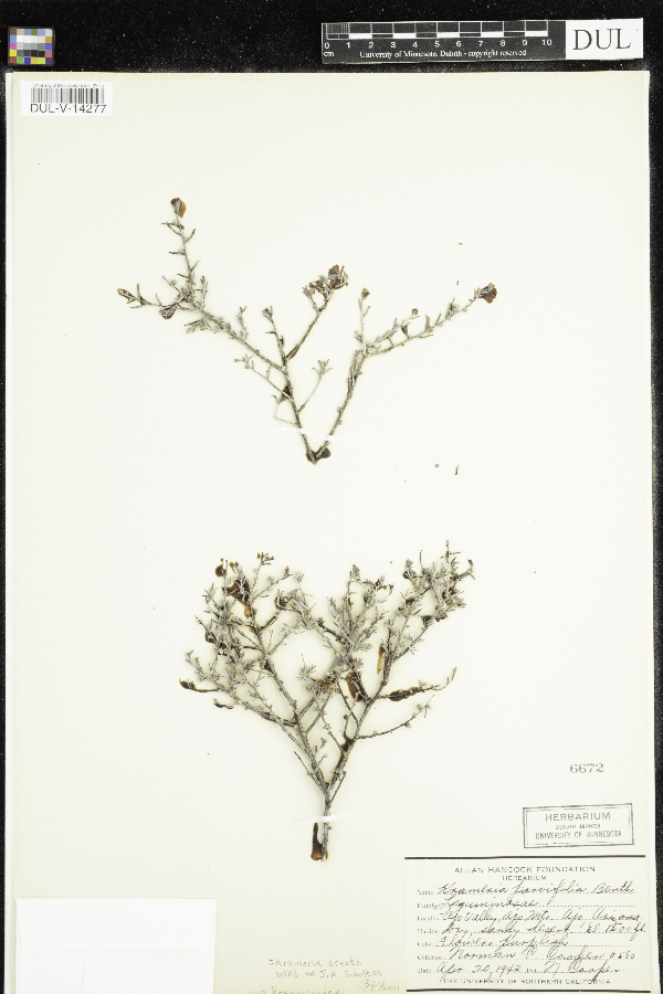 Krameria parvifolia image