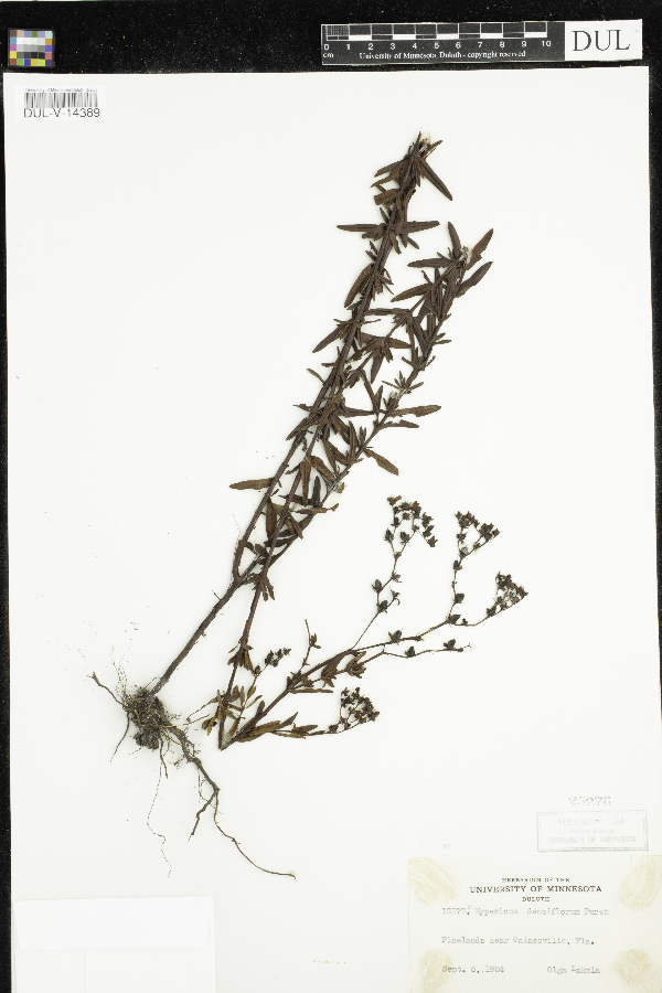 Hypericum densiflorum image