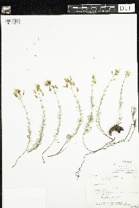 Image of Hypericum coris