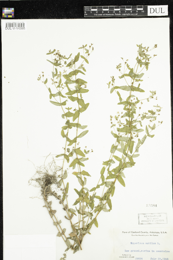 Hypericum mutilum image