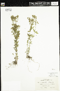 Hypericum majus image