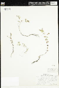 Hypericum boreale image