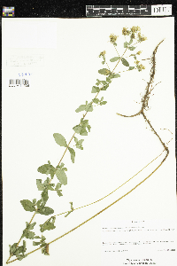 Hypericum maculatum image