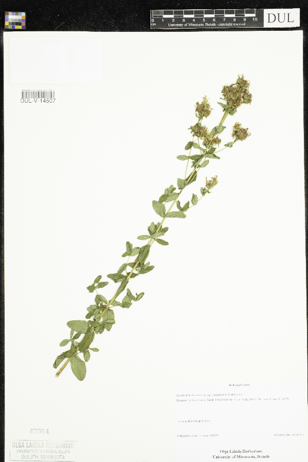 Hypericum maculatum subsp. obtusiusculum image