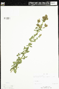 Hypericum maculatum subsp. obtusiusculum image