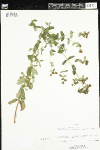 Hypericum maculatum subsp. obtusiusculum image