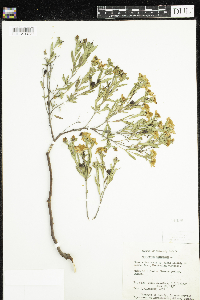 Image of Hypericum kalmianum