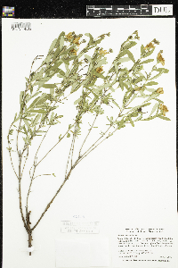 Hypericum kalmianum image