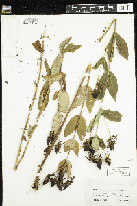 Hypericum ascyron subsp. pyramidatum image