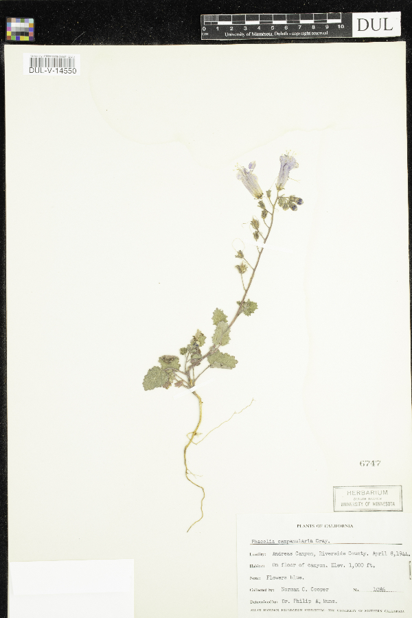 Phacelia campanularia image